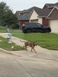 Found/Stray Male Dog last seen Pioneer Bluffs Rd and Belt line Rd, Balch Springs, TX 75181