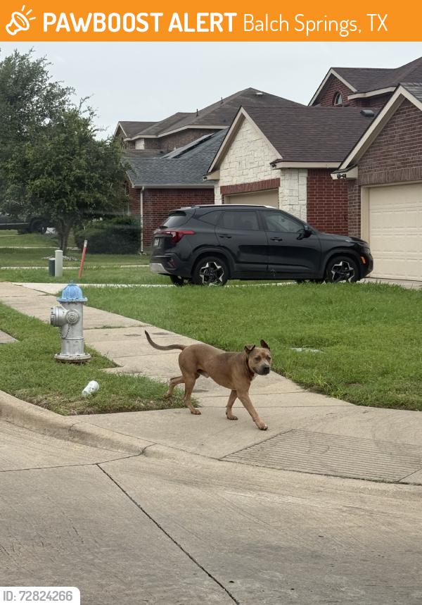 Found/Stray Male Dog last seen Pioneer Bluffs Rd and Belt line Rd, Balch Springs, TX 75181