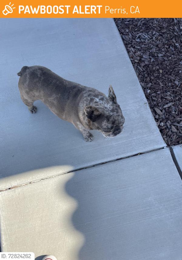 Found/Stray Female Dog last seen Ethanac and Murrieta Road, Perris, CA 92585
