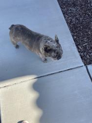 Found/Stray Female Dog last seen Ethanac and Murrieta Road, Perris, CA 92585