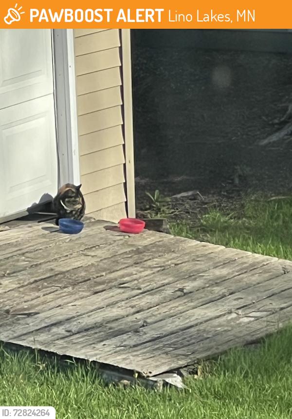 Found/Stray Unknown Cat last seen 1 mile from Target Lino Lakes, Lino Lakes, MN 55014