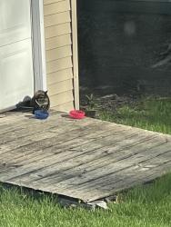 Found/Stray Unknown Cat last seen 1 mile from Target Lino Lakes, Lino Lakes, MN 55014