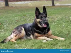 Lost Female Dog last seen 10TH STREET CLIFF AVENEUE, Sioux Falls, SD 57501