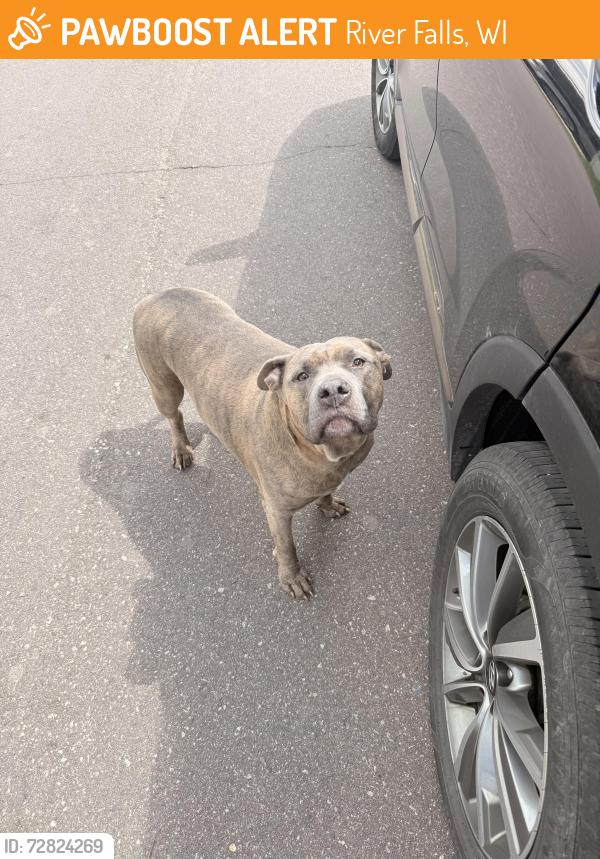 Found/Stray Male Dog last seen Cudds Court River Falls WI, River Falls, WI 54022