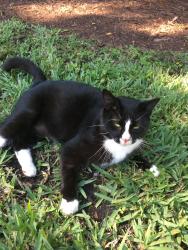 Lost Male Cat last seen condominiums behind Kimchi Mart on S Dixie HWY, Palmetto Bay, FL 33157