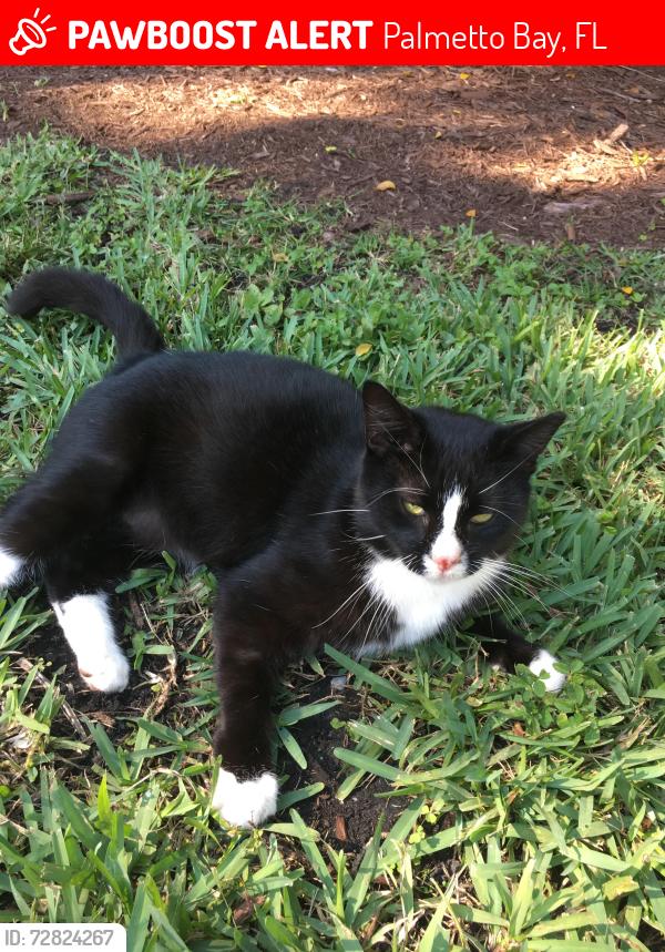 Lost Male Cat last seen condominiums behind Kimchi Mart on S Dixie HWY, Palmetto Bay, FL 33157