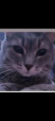 Lost Female Cat last seen Conwell str & Haldeman ave, Philadelphia, PA 19115