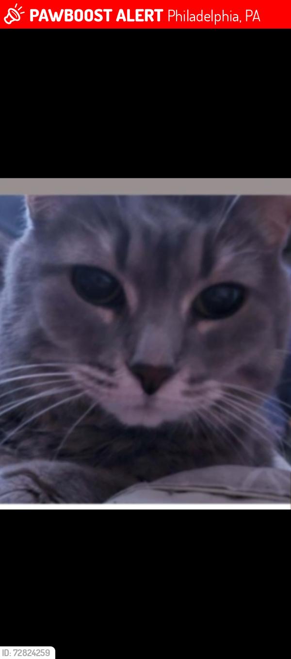 Lost Female Cat last seen Conwell str & Haldeman ave, Philadelphia, PA 19115