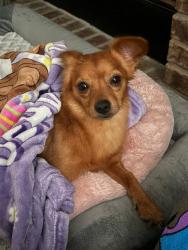 Found/Stray Male Dog last seen Corner of Elms and 440 in een Texas , Killeen, TX 76541