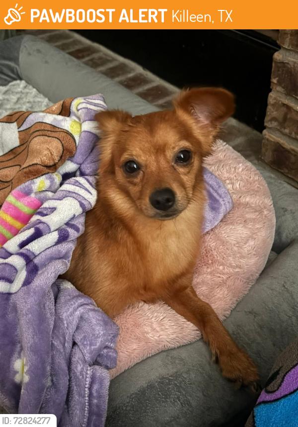 Found/Stray Male Dog last seen Corner of Elms and 440 in een Texas , Killeen, TX 76541