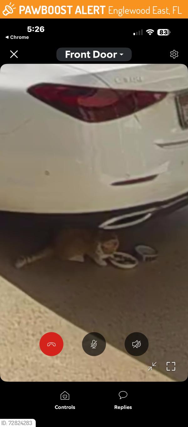 Found/Stray Unknown Cat last seen Waterford St Englewood East, Englewood East, FL 34224