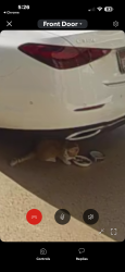 Found/Stray Unknown Cat last seen Waterford St Englewood East, Englewood East, FL 34224