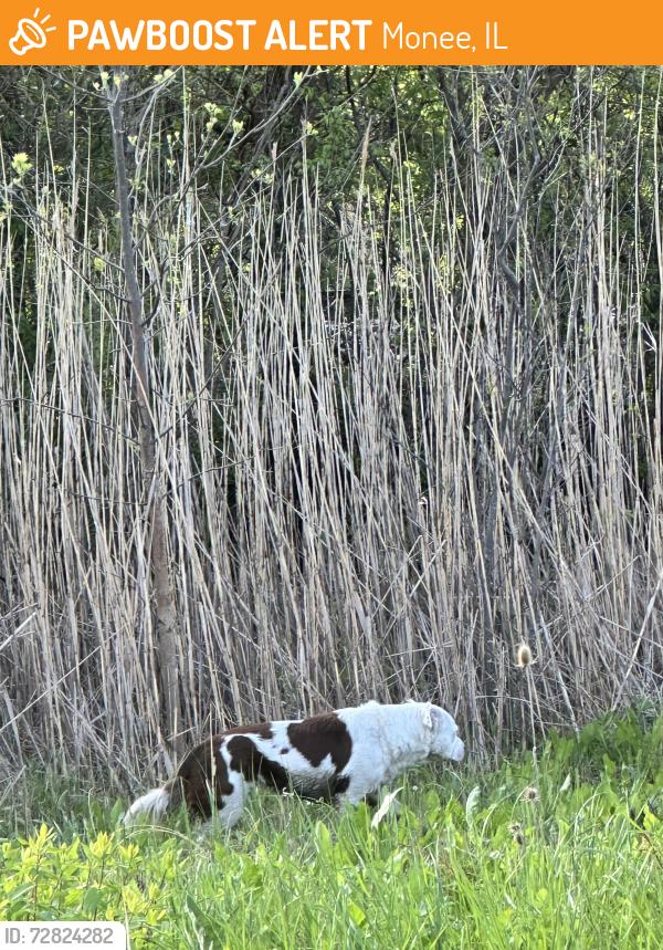 Found/Stray Unknown Dog last seen Directly across from Monee Inn, heading towards the town of Monee when I left , Monee, IL 60449