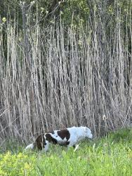 Found/Stray Unknown Dog last seen Directly across from Monee Inn, heading towards the town of Monee when I left , Monee, IL 60449
