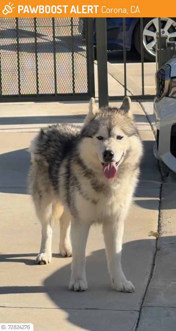 Found/Stray Male Dog last seen McKinley & Promenade Ave, Corona, CA 92879