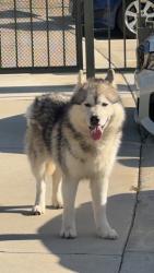 Found/Stray Male Dog last seen McKinley & Promenade Ave, Corona, CA 92879