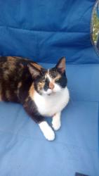 Lost Female Cat last seen College rd I think, Mount Pleasant, TX 75455
