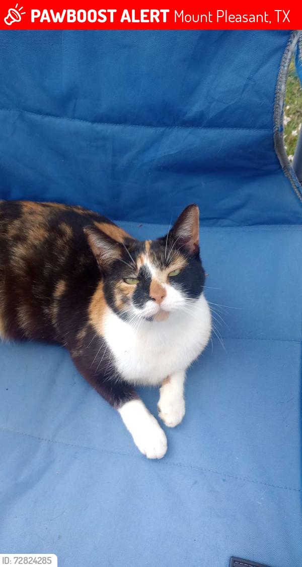 Lost Female Cat last seen College rd I think, Mount Pleasant, TX 75455