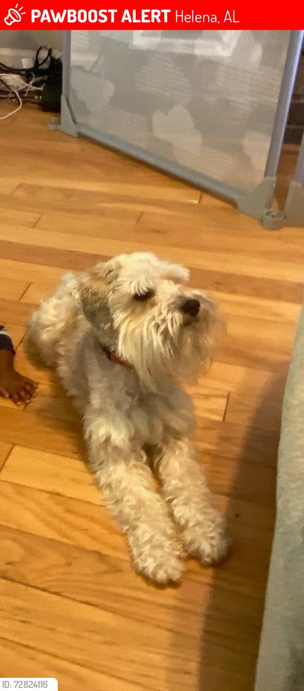 Lost Male Dog last seen Stoneridge Drive Helena, Helena, AL 35080