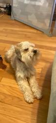 Lost Male Dog last seen Stoneridge Drive Helena, Helena, AL 35080