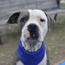 Shelter Stray Male Dog last seen Near BLOCK LORD RD, San Antonio, TX 78227