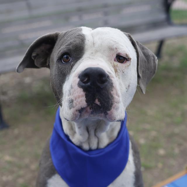 Shelter Stray Male Dog last seen Near BLOCK LORD RD, San Antonio, TX 78227