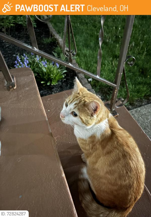 Found/Stray Male Cat last seen Memphis ave. Burger King., Cleveland, OH 44144