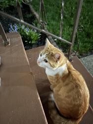 Found/Stray Male Cat last seen Memphis ave. Burger King. , Cleveland, OH 44144