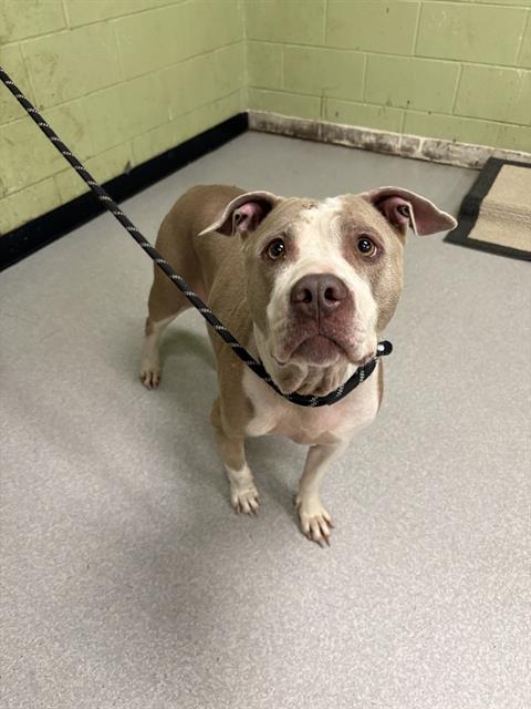 Shelter Stray Female Dog last seen Near , Indianapolis, IN 46221