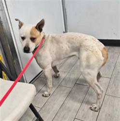 Shelter Stray Male Dog last seen Near BLOCK KELSO VALLEY RD WELDON CA 93283, Lake Isabella, CA 93240
