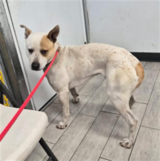 Shelter Stray Male Dog last seen Near BLOCK KELSO VALLEY RD WELDON CA 93283, Lake Isabella, CA 93240