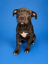 Shelter Stray Female Dog last seen Near BLOCK JANICE CIRCLE SOUTH, 2020 Forest St, Jacksonville, FL 32204, USA