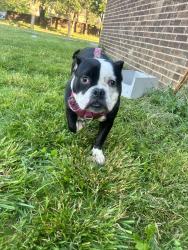 Lost Female Dog last seen Howey & Maynard , Columbus, OH 43211