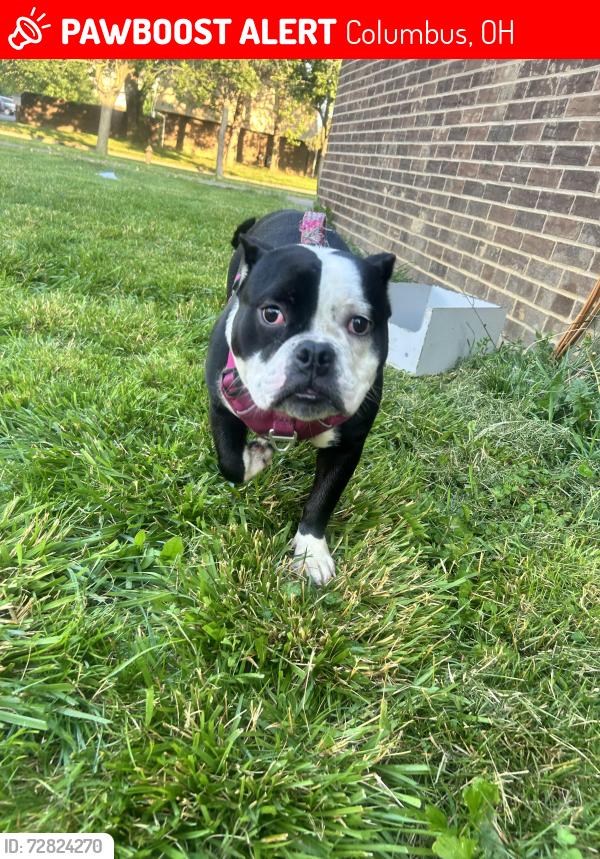 Lost Female Dog last seen Howey & Maynard, Columbus, OH 43211