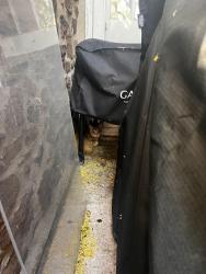 Found/Stray Male Cat last seen Near to Carson Helicopters Company , Blooming Glen, PA 18944