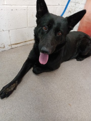 Shelter Stray Female Dog last seen SIERRA AND MARRYGOLD, San Bernardino, CA 92401