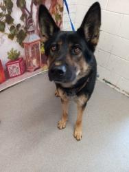 Shelter Stray Male Dog last seen CHERRY AND FOOTHILL, San Bernardino, CA 92401
