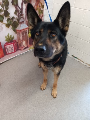 Shelter Stray Male Dog last seen CHERRY AND FOOTHILL, San Bernardino, CA 92401