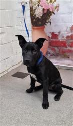 Shelter Stray Male Dog last seen HIGHLAND X VALENCIA, San Bernardino, CA 92401