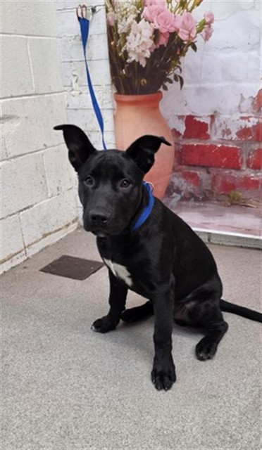 Shelter Stray Male Dog last seen HIGHLAND X VALENCIA, San Bernardino, CA 92401