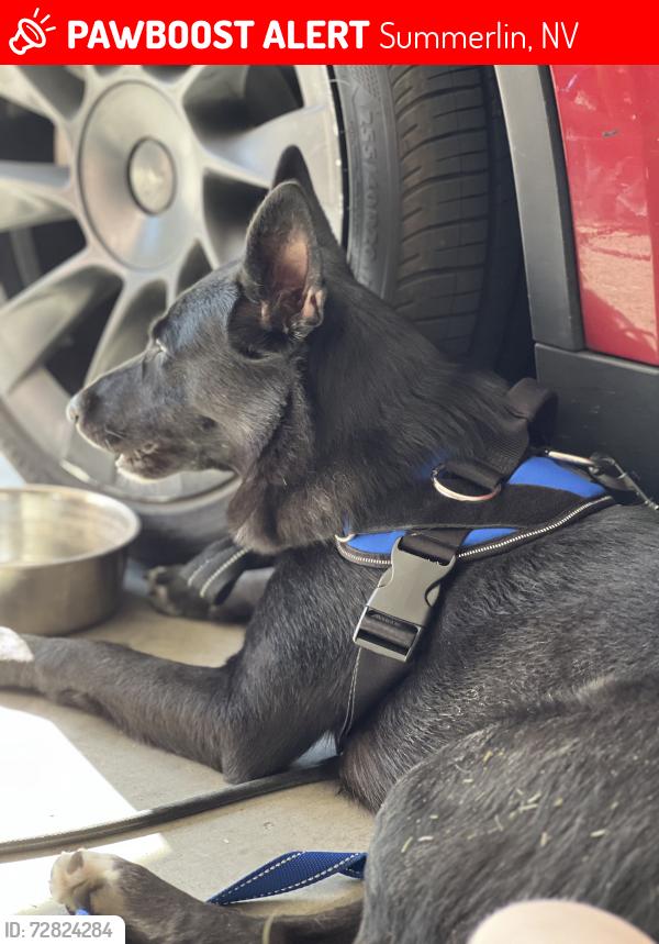 Lost Female Dog last seen Mesa Park, Summerlin, NV 89148