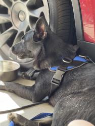 Lost Female Dog last seen Mesa Park, Summerlin, NV 89148