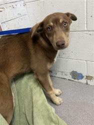 Shelter Stray Female Dog last seen Near BLOCK W M STREET, San Bernardino, CA 92401
