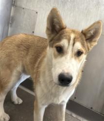 Shelter Stray Male Dog last seen E ST AND FAIRWAY, San Bernardino, CA 92401