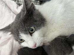 Shelter Stray Female Cat last seen 6TH AND MT VERNON, San Bernardino, CA 92401