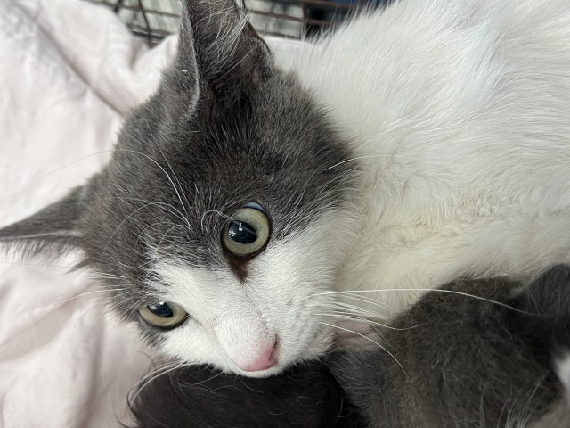 Shelter Stray Female Cat last seen 6TH AND MT VERNON, San Bernardino, CA 92401