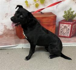 Shelter Stray Male Dog last seen BASELINE X DEL ROSA, San Bernardino, CA 92401