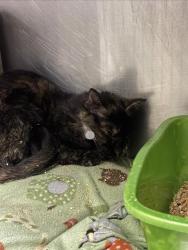 Shelter Stray Female Cat last seen Near BLOCK S 5600 W, WEST VALLEY CITY UT 84120, Salt Lake City, UT 84120