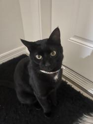 Lost Male Cat last seen Near Liberty St, Hollywood, Hollywood, FL 33020