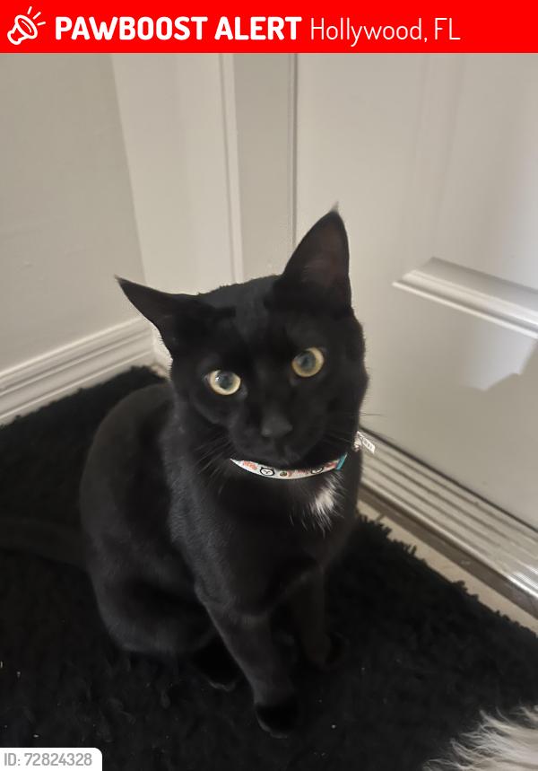 Lost Male Cat last seen Near Liberty St, Hollywood, Hollywood, FL 33020